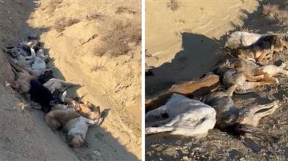 Погребальную яму с застреленными собаками обнаружили близ Актау