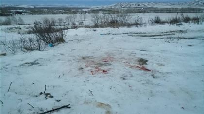 Волонтеры предполагают, что шестилетнюю девочку в Усть-Каменогорске загрыз алабай