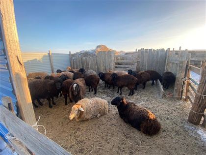 Отару овец похитила преступная группа в Атырауской области