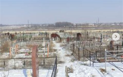 В Конаеве наказали хозяина лошадей, которые паслись на кладбище