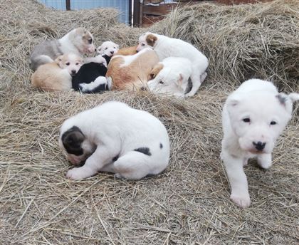 В Казахстане утвердят стандарты собак пород тазы и тобет