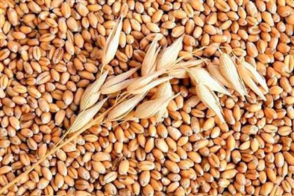 В Павлодарской области выявили схему серого импорта российского зерна