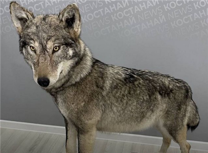 Чучело волка из кафе украл для детей мужчина в СКО