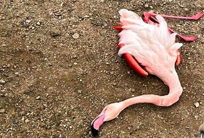 Блогер вспорол тушу фламинго в заповедной зоне