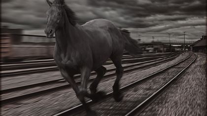В Акмолинской области грузовой поезд сбил табун лошадей