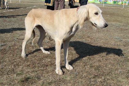 Казахстанские ученые расшифровали геном собак породы тазы: ошеломляющие результаты вас поразят