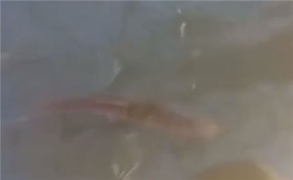 В центре Аксая плавают рыбы из-за паводков