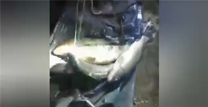 160 кг незаконно выловленной рыбы изъяли туркестанские полицейские