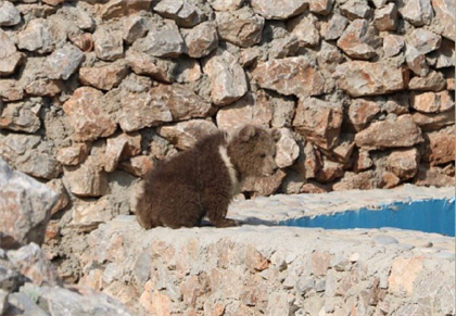 В Шымкенте в зоопарке родился медвежонок