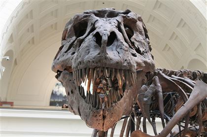 У тираннозавров нашли губы