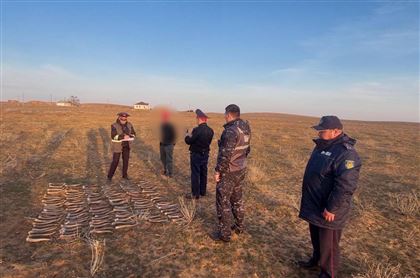 137 рогов сайги выкопали полицейские в Атырауской области