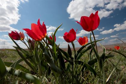 Недалеко от Шымкента зацвели краснокнижные тюльпаны