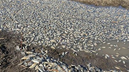 Огромное количество рыбы погибло в Костанайской области
