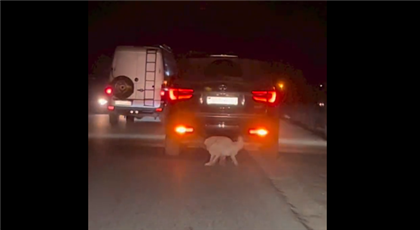 Водителя, тащившего привязанную собаку за автомобилем, наказали за жестокое обращение