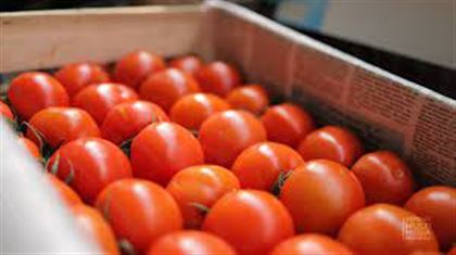 43 тонны заражённых опасным вирусом помидоров завезли в Казахстан