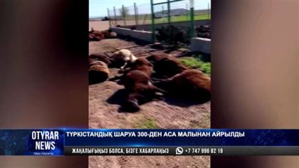 В Туркестанской области от странных лекарств погибли более 300 голов овец