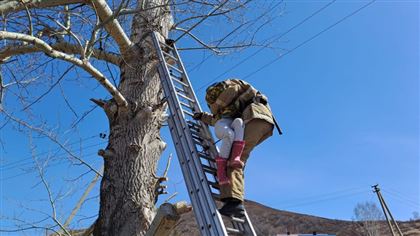 11-летняя девочка залезла на восьмиметровое дерево в ВКО