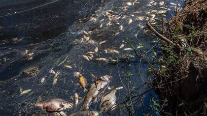 В Карагандинской области на озере Жартас произошел массовый замор рыбы