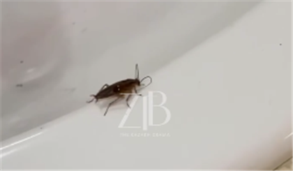 Университет искусств прокомментировал резонансное видео с тараканом в столовой