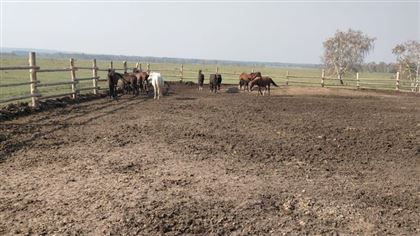 Табун лошадей стоимостью 5 млн потерял житель Акмолинской области