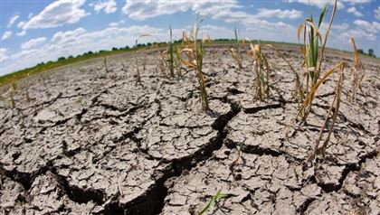 В Жамбылской области без воды высыхают поля