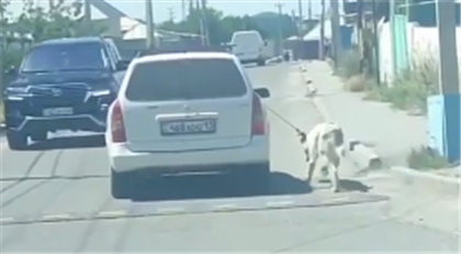 Суд ждет мужчину, который протащил собаку за автомобилем в Шымкенте