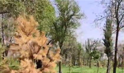 Жители Талдыкоргана жалуются, что деревья в городе сохнут, потому что их высаживают не в тот сезон