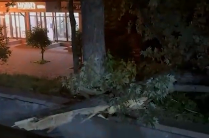 Дерево упало на летнюю площадку алматинского кафе