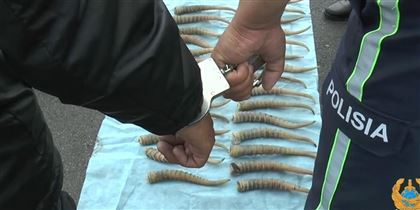 В Алматы задержали мужчину с рогами сайгаков