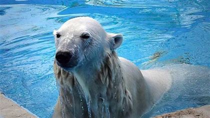 Белая медведица поселилась в Алматинском зоопарке