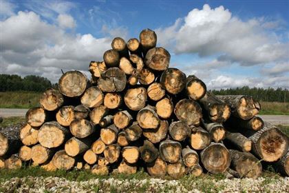 Россия открыла еще три пункта для вывоза лесоматериалов на границах с Казахстаном