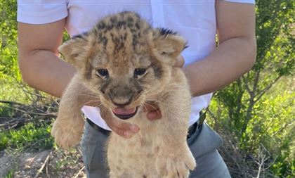Пытались продать двух львят из зоопарка - трех мужчин арестовали в Караганде