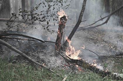 Рога сняли с оленей, погибших в пожаре в Абайской области