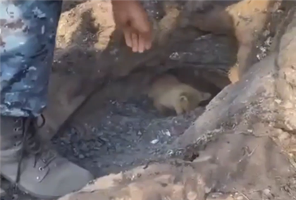 Выжившего лисёнка нашли в норе на территории Абайской области, которая ранее горела - видео