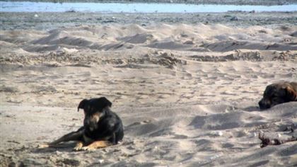 В Актау местные жители пожаловались на нападение бродячих собак