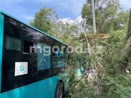 Дерево упало на пассажирский автобус в Уральске