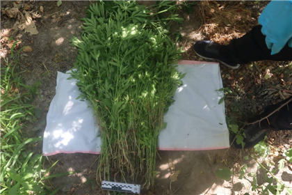 Более тысячи кустов конопли обнаружили в доме жителя Туркестанской области
