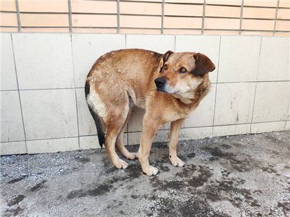 "Нельзя будет вывезти из города": казахстанцы возмущены принудительным чипированием домашних животных