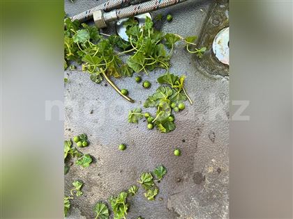 Двое детей отравились ядовитой травой в Актюбинской области 