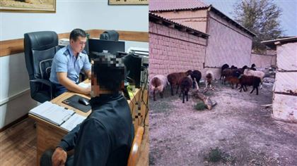 В Шымкенте с помощью GPS нашли украденных овец