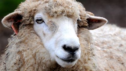 В Актюбинской области ввели карантин из-за оспы овец и коз