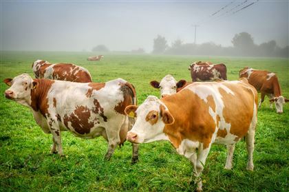В Костанайской области у крупного скота выявлен бруцеллез