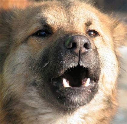 Павлодарец, застреливший собаку, избежал наказания