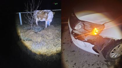 В Павлодарской области корова стала причиной ДТП на трассе 