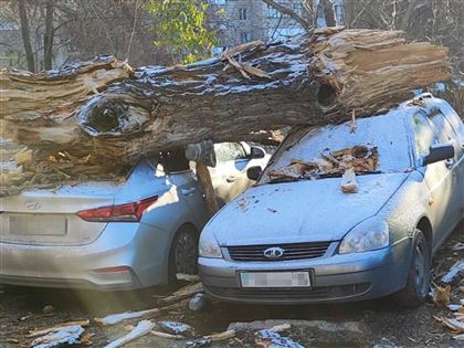 В Усть-Каменогорске на несколько автомобилей упало дерево
