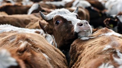 В акимате ЗКО прокомментировали информацию о падеже скота