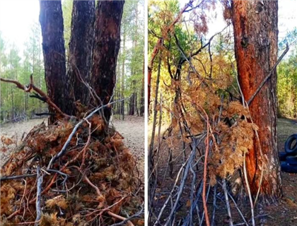 "Кто-то снова хочет поджечь леса" - заготовки для костров обнаружили в лесах жители области Абай