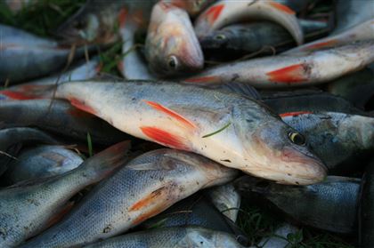 В Казахстане оштрафовали браконьеров на 69 млн тенге за вылов рыбы 