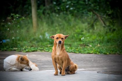 Неопасных бродячих собак начали помечать в Павлодаре 