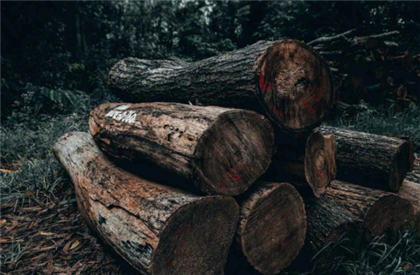 В Жетысуской области двое мужчин незаконно вырубили около тысячи деревьев